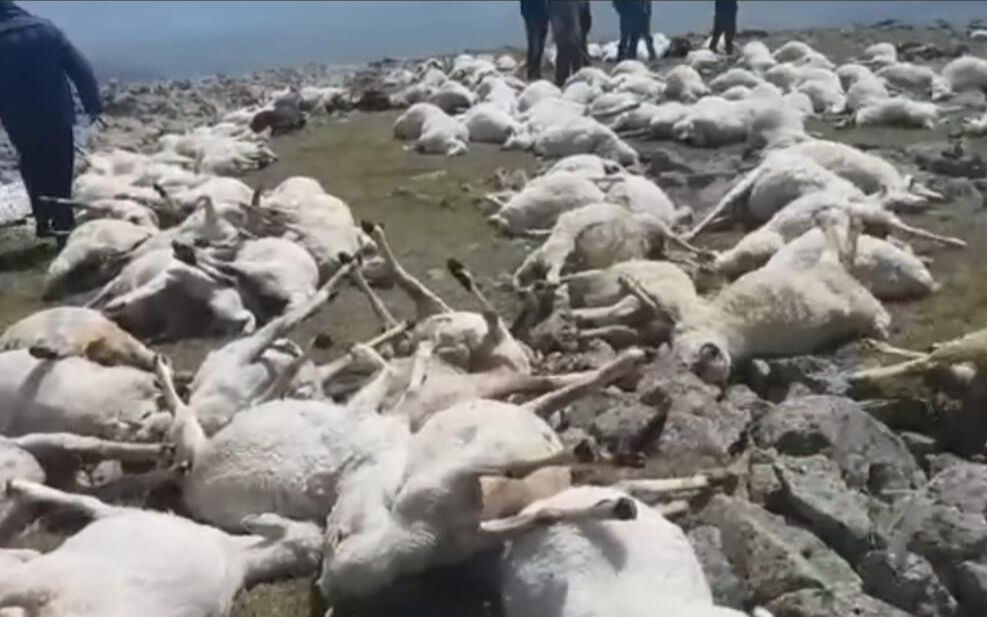格鲁吉亚550只羊吃草时被雷瞬间劈死：遗体躺满山坡 只能就地焚烧