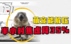 【研究】看可爱动物有助减压？观看视频30分钟 焦虑程度下降35%