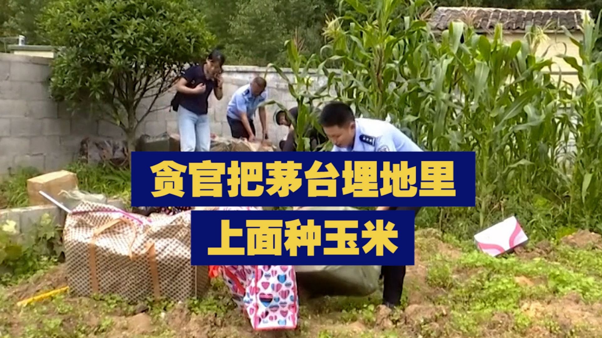 这个贪官把茅台埋地里 上面种玉米