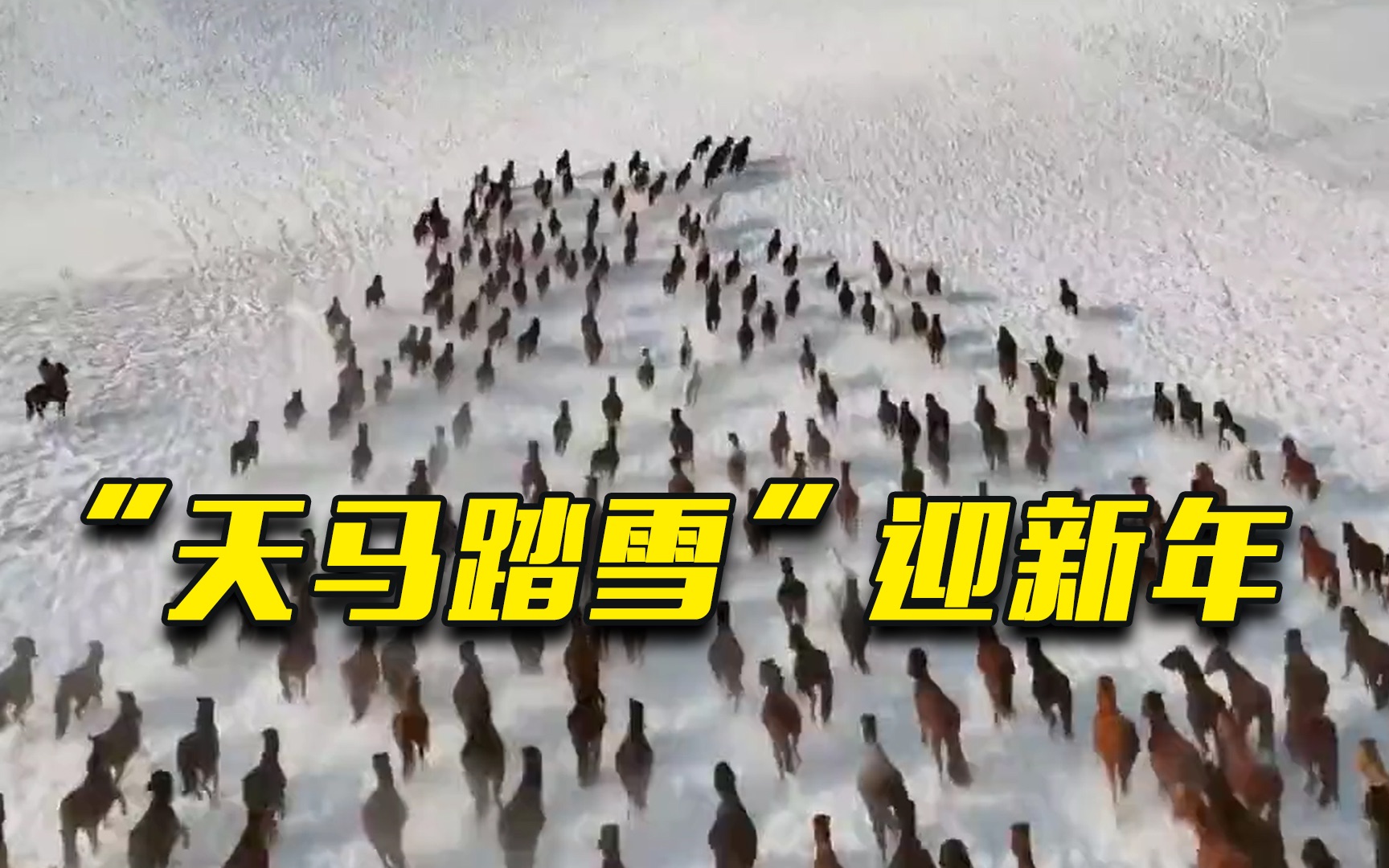 新疆昭苏 | “天马踏雪”迎新年 气势恢宏显活力