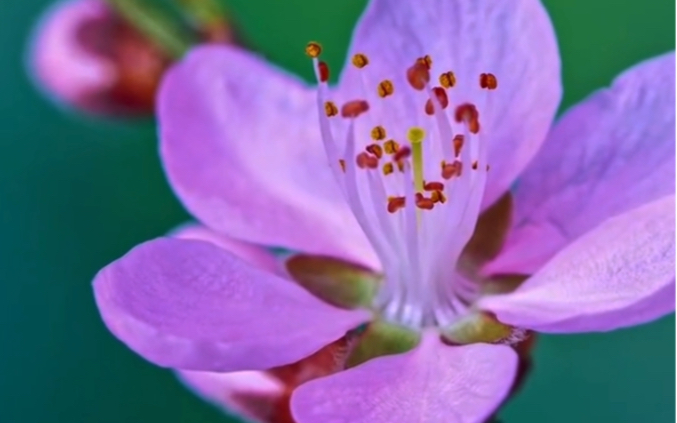 摄影师通过镜头拍下＃桃花 绽放的瞬间。画面中，一个个娇嫩的花苞仿佛被春风唤醒，花瓣缓缓舒展开来，细嫩花蕊随风摇曳，生机盎然。＃春天