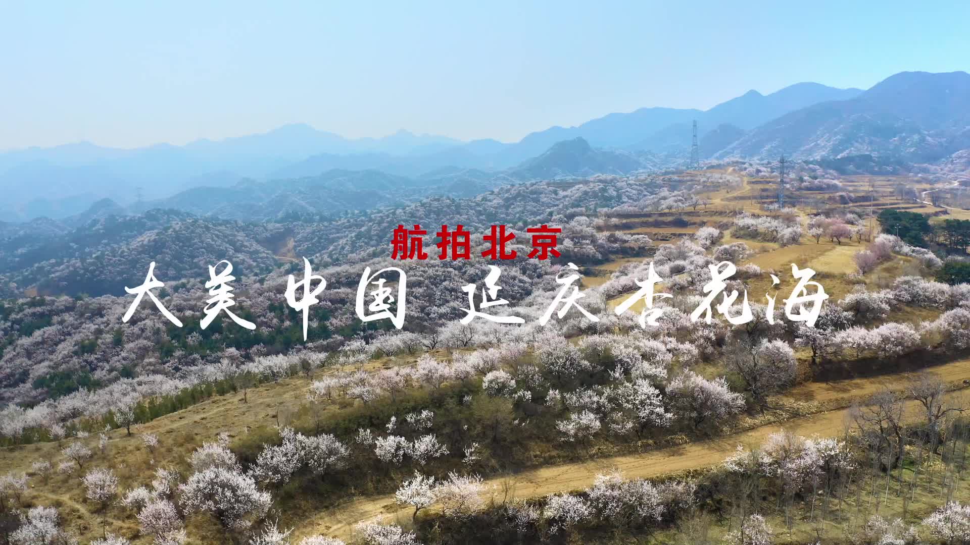 “花”点时间！去延庆看漫山杏花齐绽放！