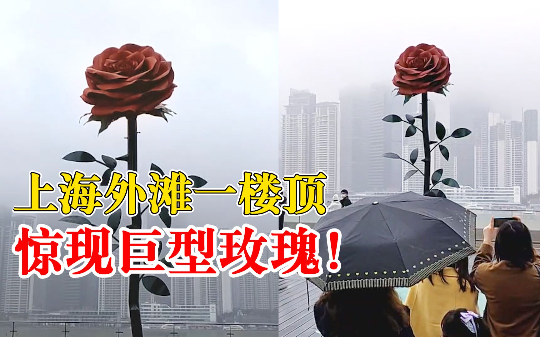 情人节前夕外滩现巨型玫瑰，众多市民纷纷冒雨打卡