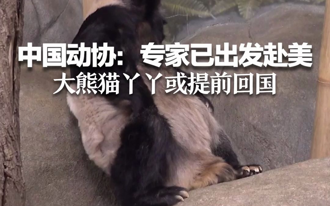 中国动协：专家已出发赴美 大熊猫丫丫或提前回国