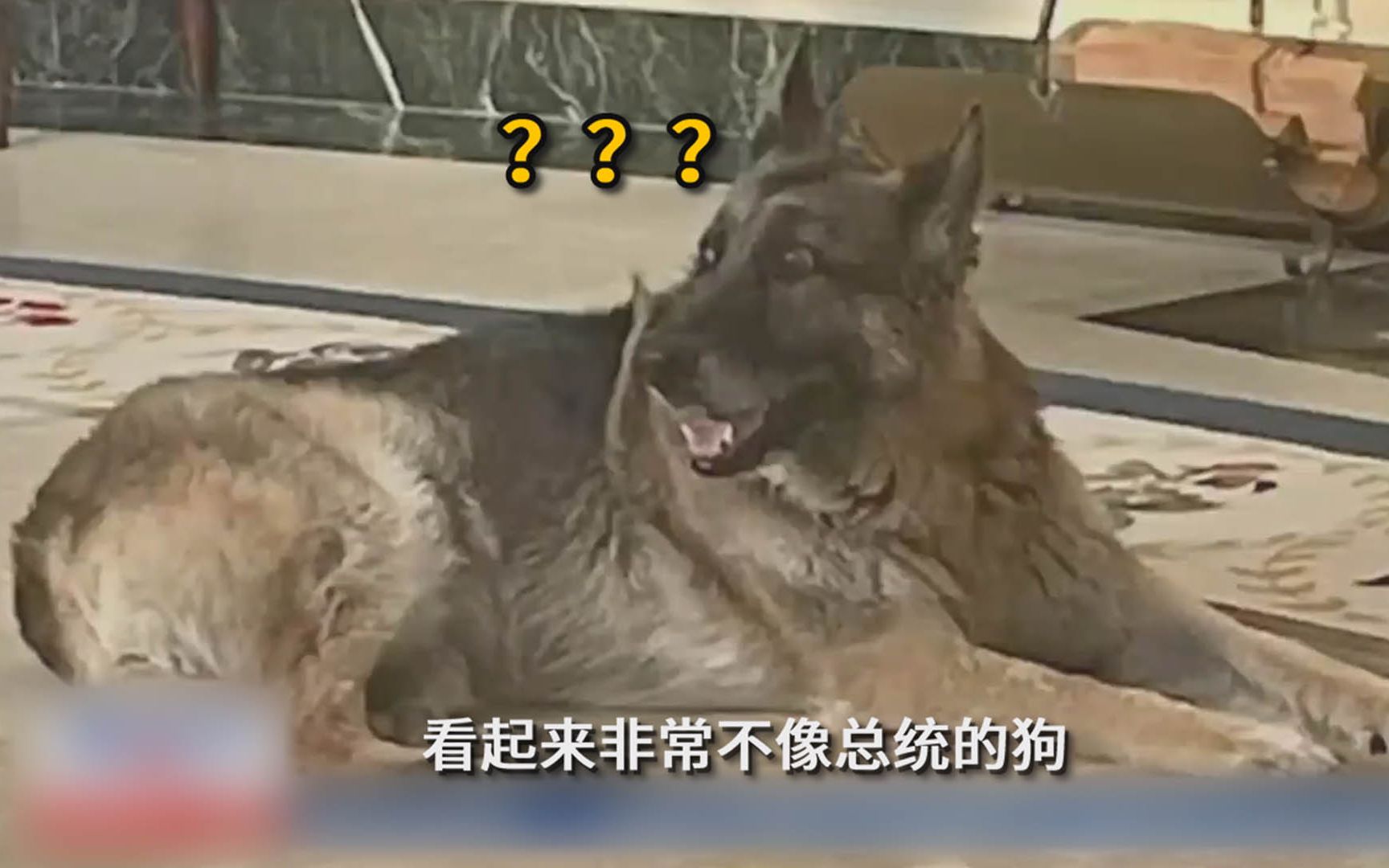 就离谱！美媒请来历史学家攻击拜登…的狗