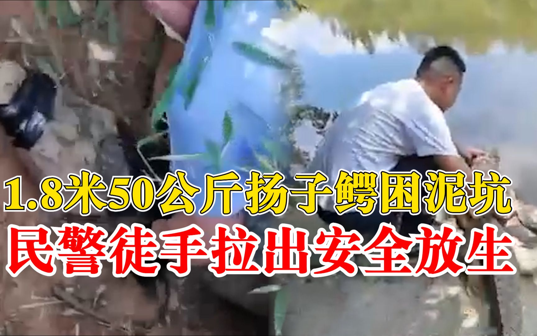 1.8米扬子鳄困泥坑民警徒手拉出：重50公斤，已安全放生