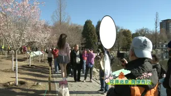 玉渊潭公园喊你看樱花啦！记得提前预约！