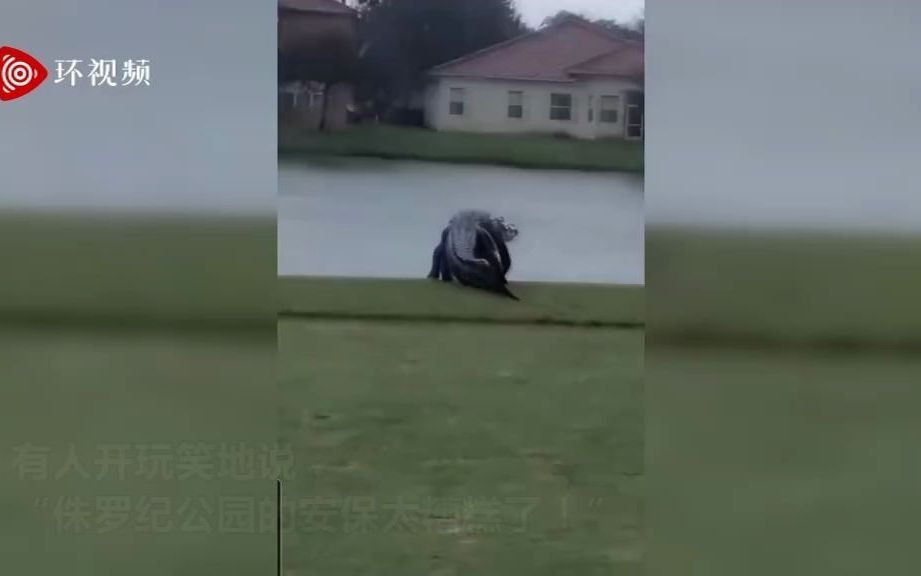 米多长巨鳄被拍到在高尔夫球场溜达