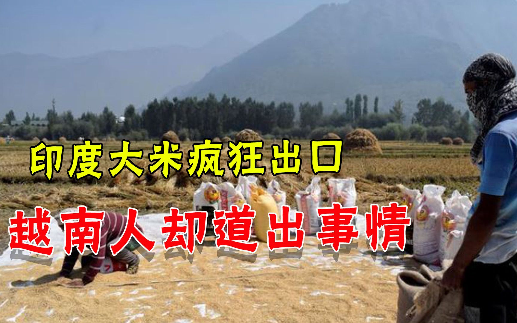 印度大米出口暴涨3200倍，越南人一语扎心：生产饲料，不适合人吃