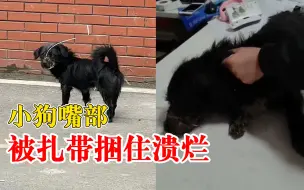 野狗嘴被绑死众人花3天抓捕救助，兽医：情况稳定，打算找人领养