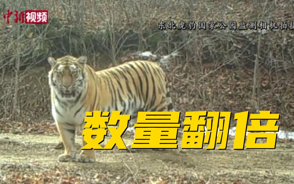 怎么做到的？东北虎豹国家公园虎豹数四年内翻番