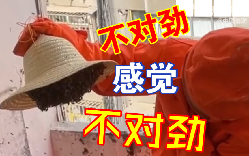 给马蜂搬家？必须智取！