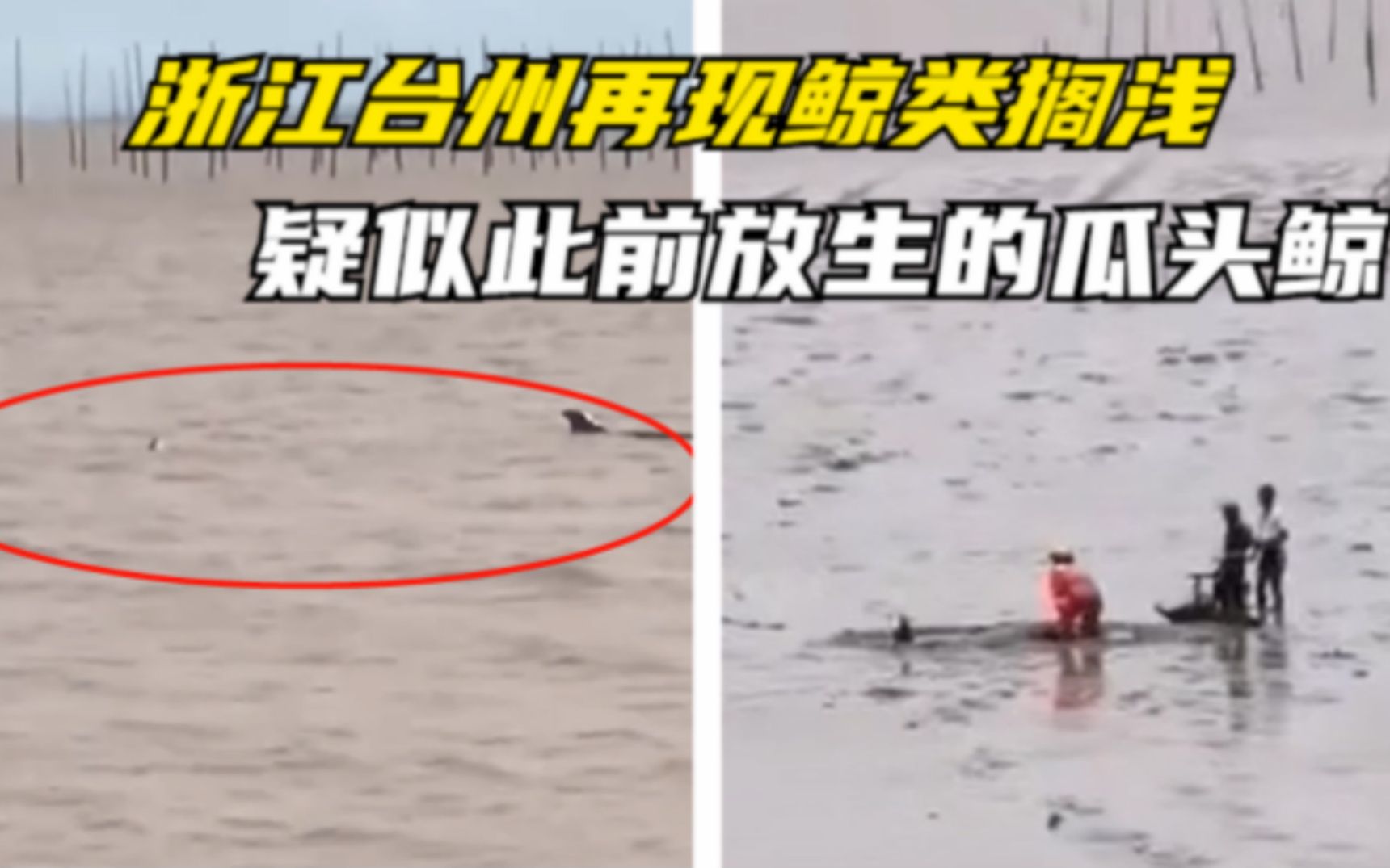 又两头！浙江台州再现鲸鱼搁浅,疑此前放生的瓜头鲸,已有一头死亡