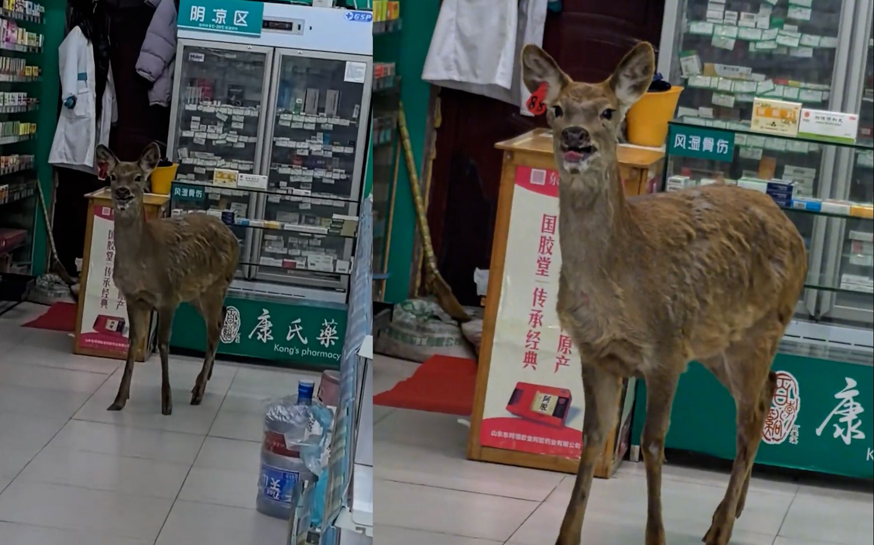 男子药店买药遇乱闯小鹿，对视2分钟后小鹿窜上街还是撞上人了
