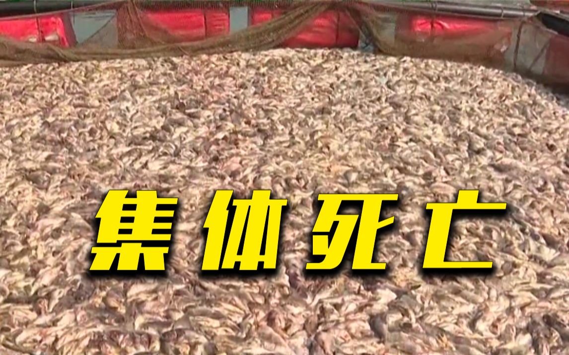 韩国养殖场石斑鱼大量死亡！什么情况？