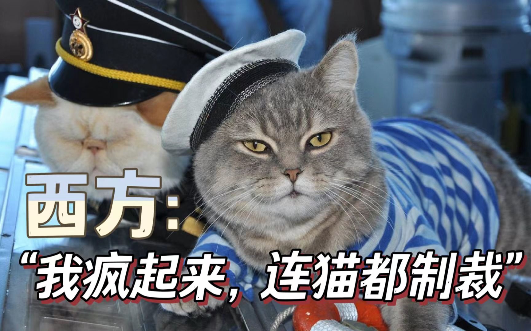 这是什么国际组织？不准俄罗斯的猫参加选美大赛