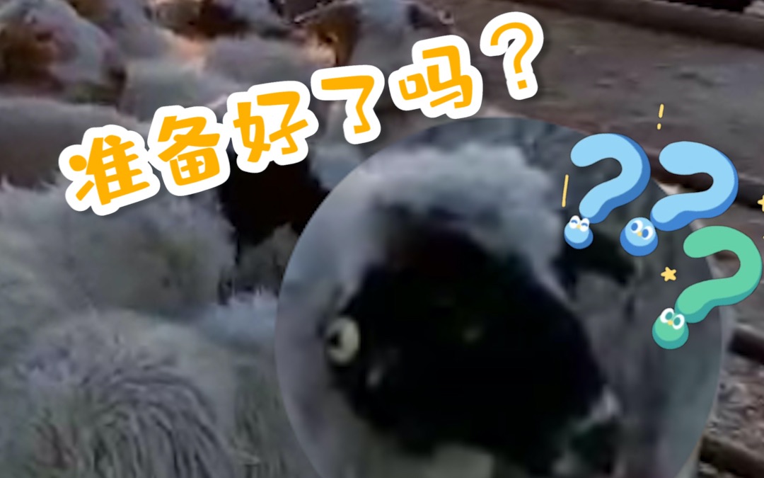 小羊出发了！蒙古国捐赠的首批4000只活羊运抵中蒙边境