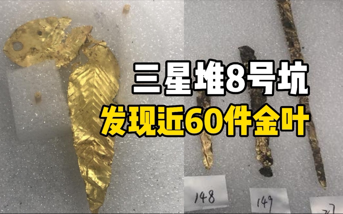 三星堆上新！三星堆8号坑发现近60件金叶