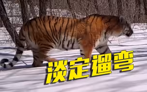 上班路上“偶遇”东北虎是一种什么体验？