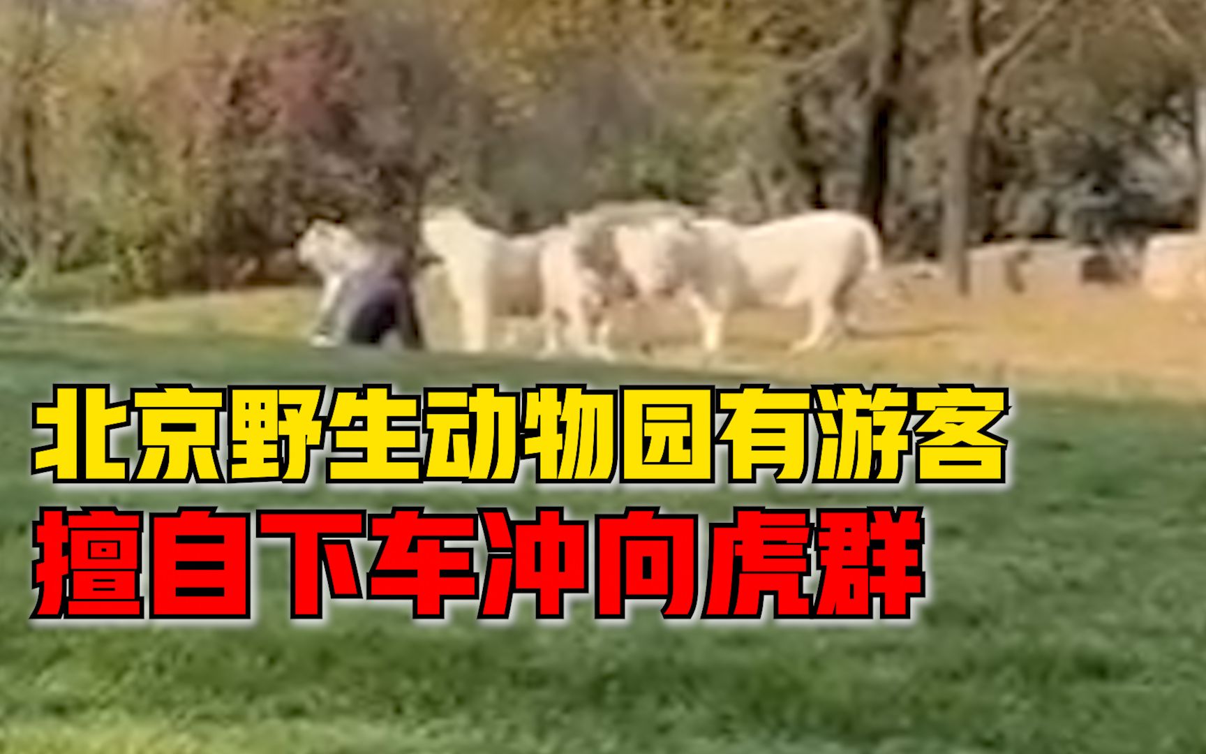 危险！北京野生动物园一游客冲向虎群，园方已报警
