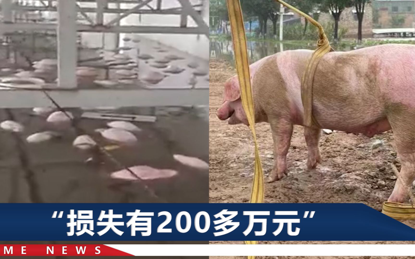 山西暴雨中，一养殖场700多头猪都淹死了，只剩1头幸存