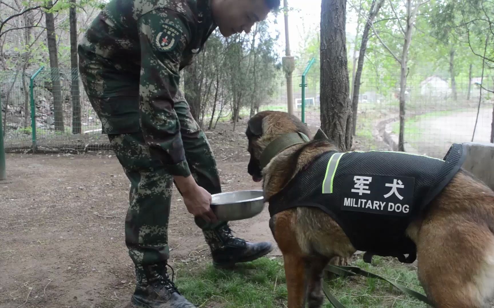 开饭！军犬“胜火”的干饭日常来了！