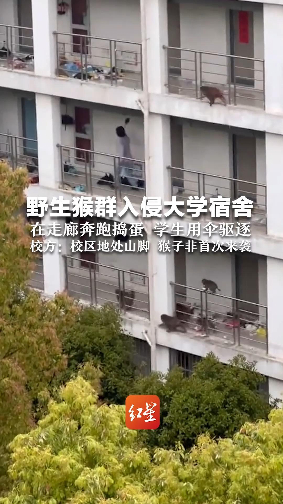 野生猴群入侵大学宿舍 在走廊奔跑捣蛋 学生用伞驱逐 校方：校区地处山脚 猴子非首次来袭