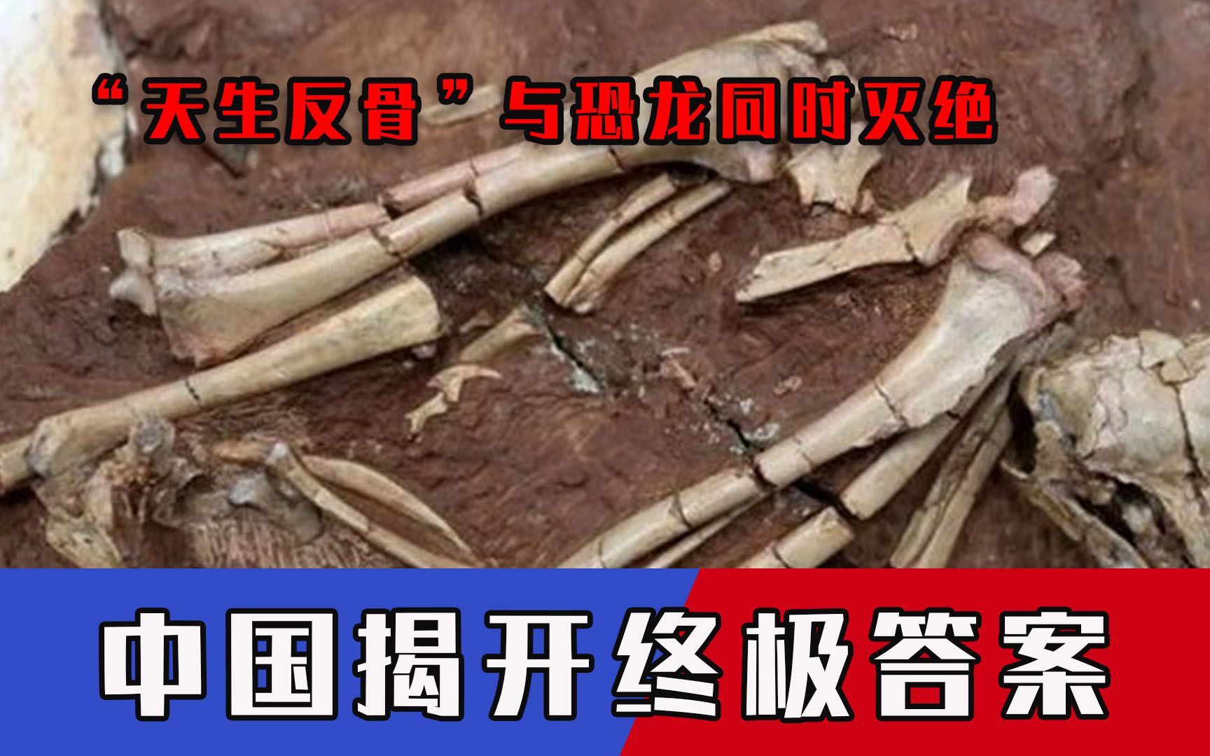 河南发现化石，“天生反骨”与恐龙同时灭绝，中国揭开终极答案