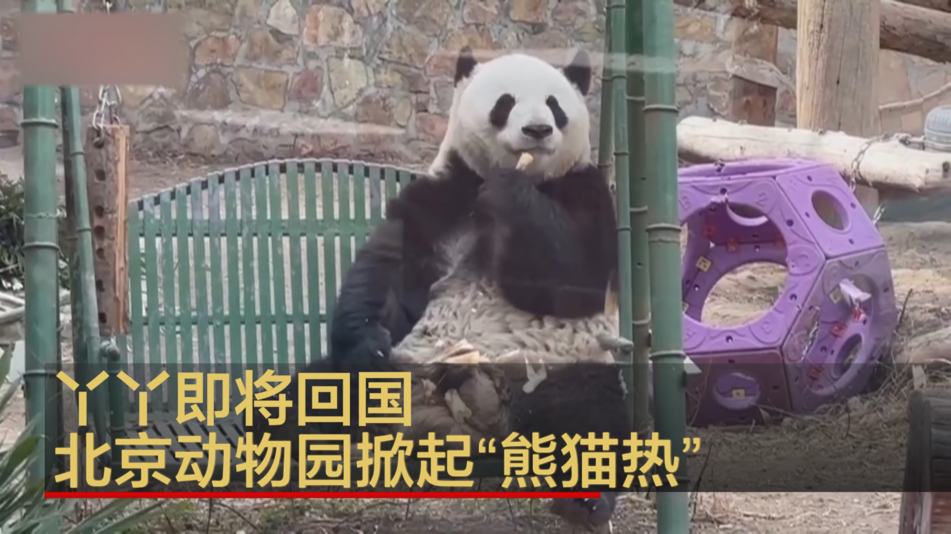 丫丫即将回国 北京动物园掀起“熊猫热”