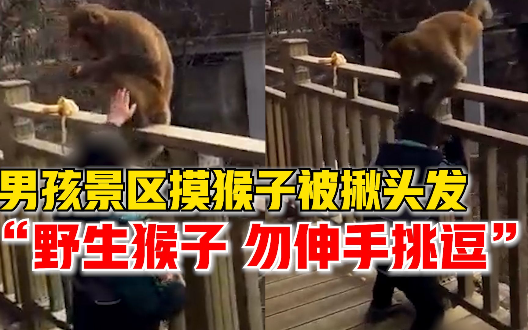 男孩景区抚摸猴子被揪头发，景区：野生猴子，不要伸手或挑逗