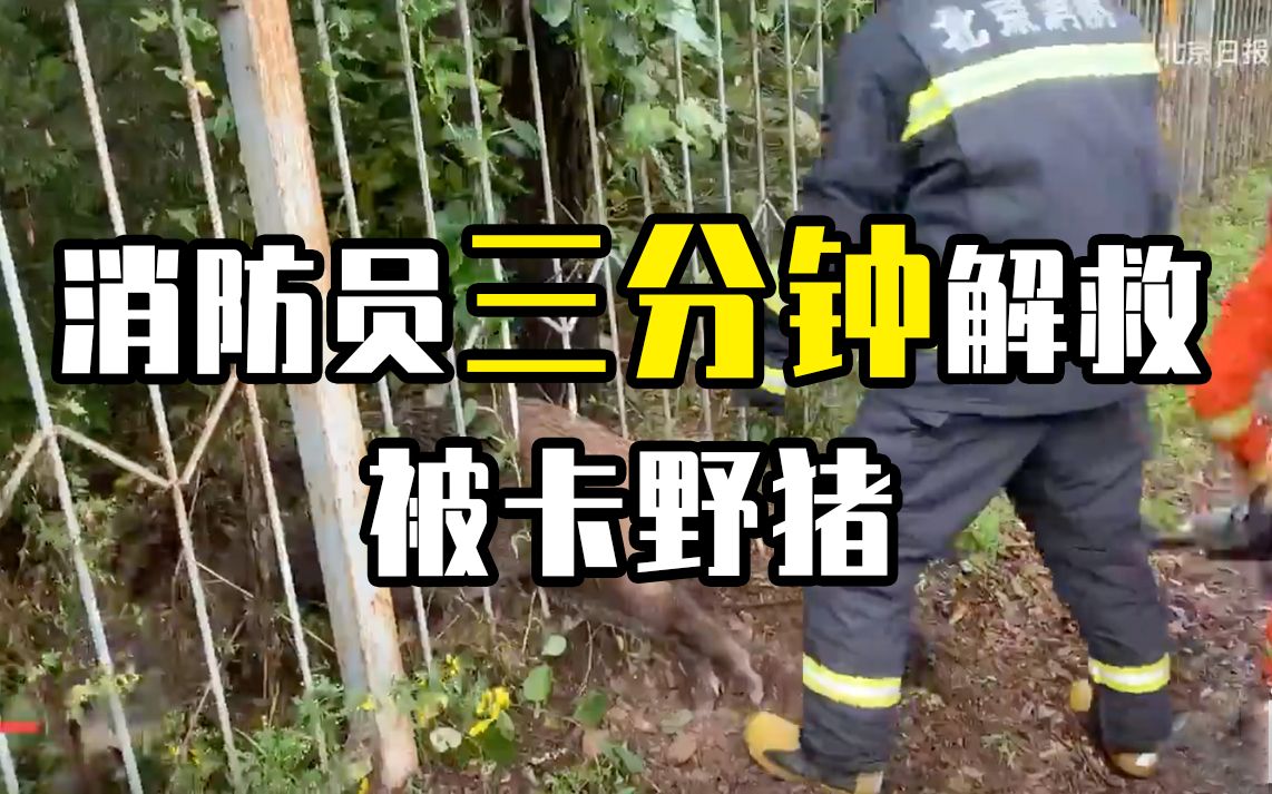 头钻进去屁股却卡住了！消防员三分钟解救被卡野猪