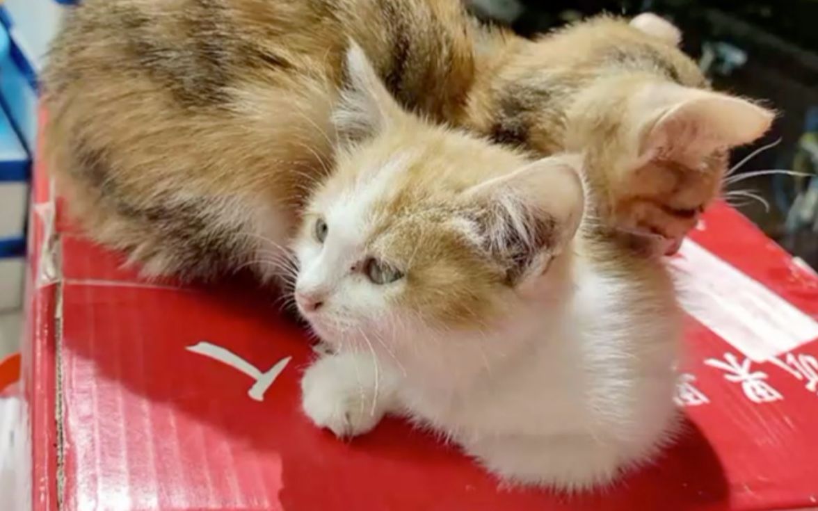男子踹死路边小猫后道歉赔偿200元 自称因看见小猫在拉屎感到气愤