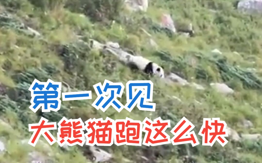当秦岭两大“顶流”狭路相逢，大熊猫：溜了溜了，好熊不吃眼前亏