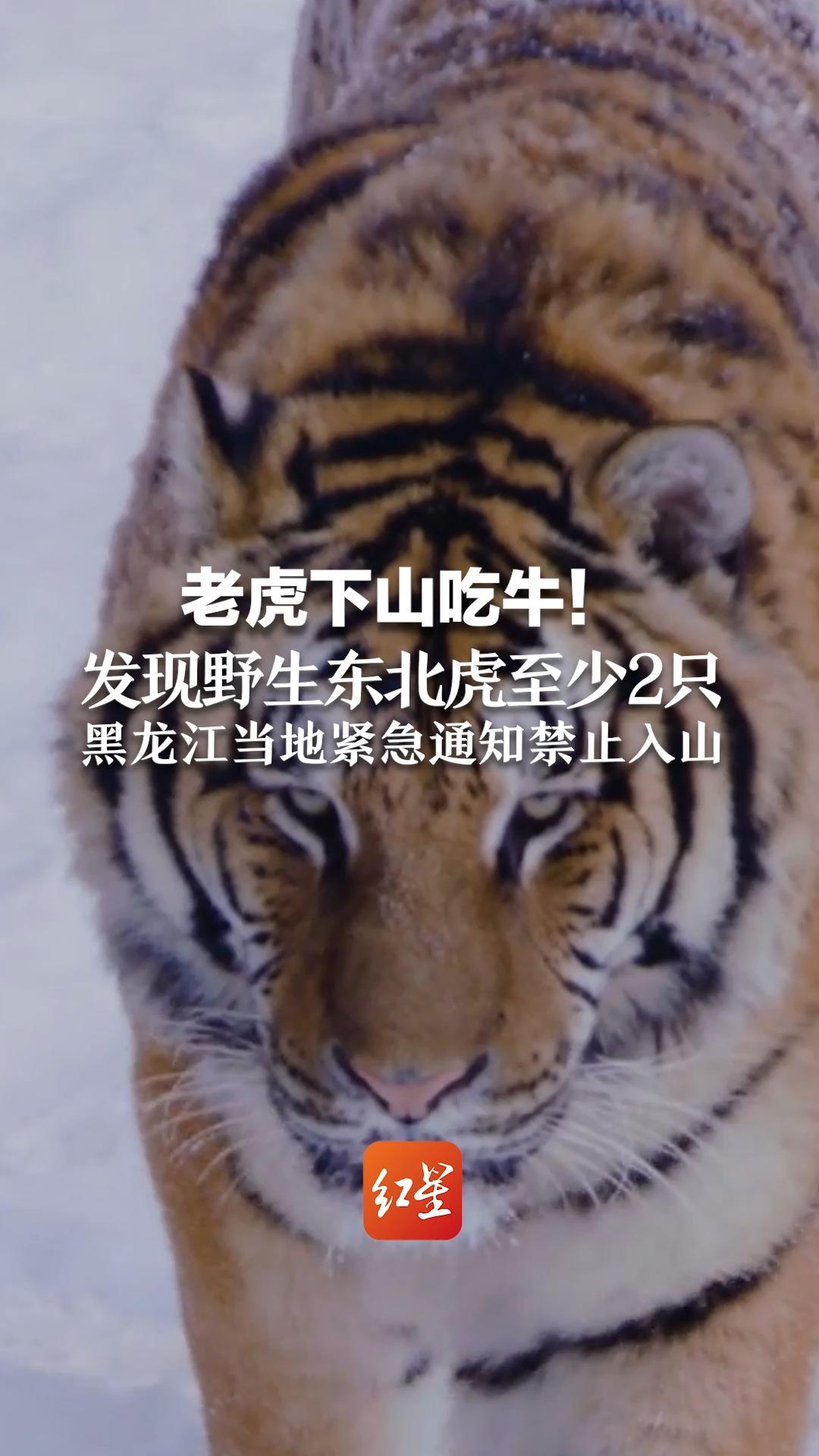 老虎下山吃牛！发现野生东北虎至少2只！黑龙江当地紧急通知禁止入山