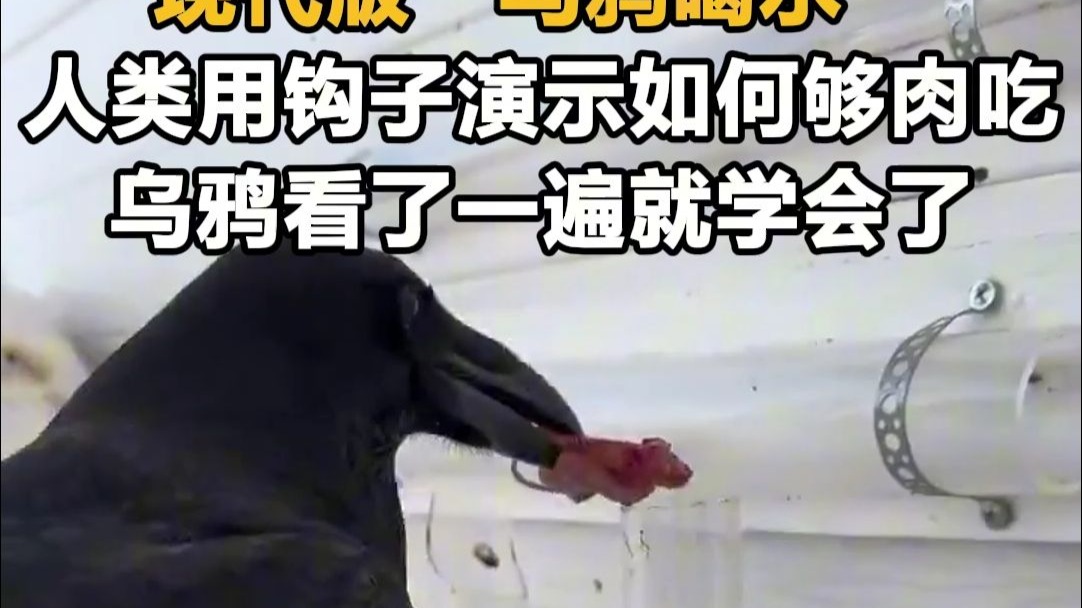 现代版“乌鸦喝水” 人类用钩子演示如何够肉吃 乌鸦看了一遍就学会了