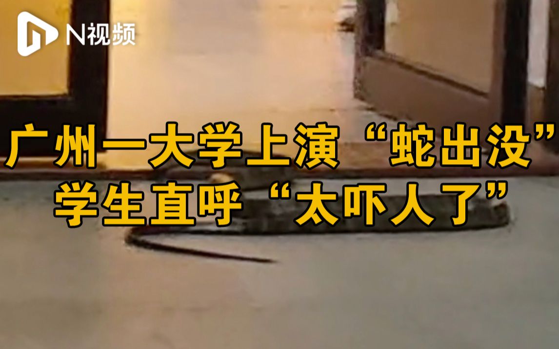 华南理工大学五山校区“蛇出没”？学校回应：已当场处置