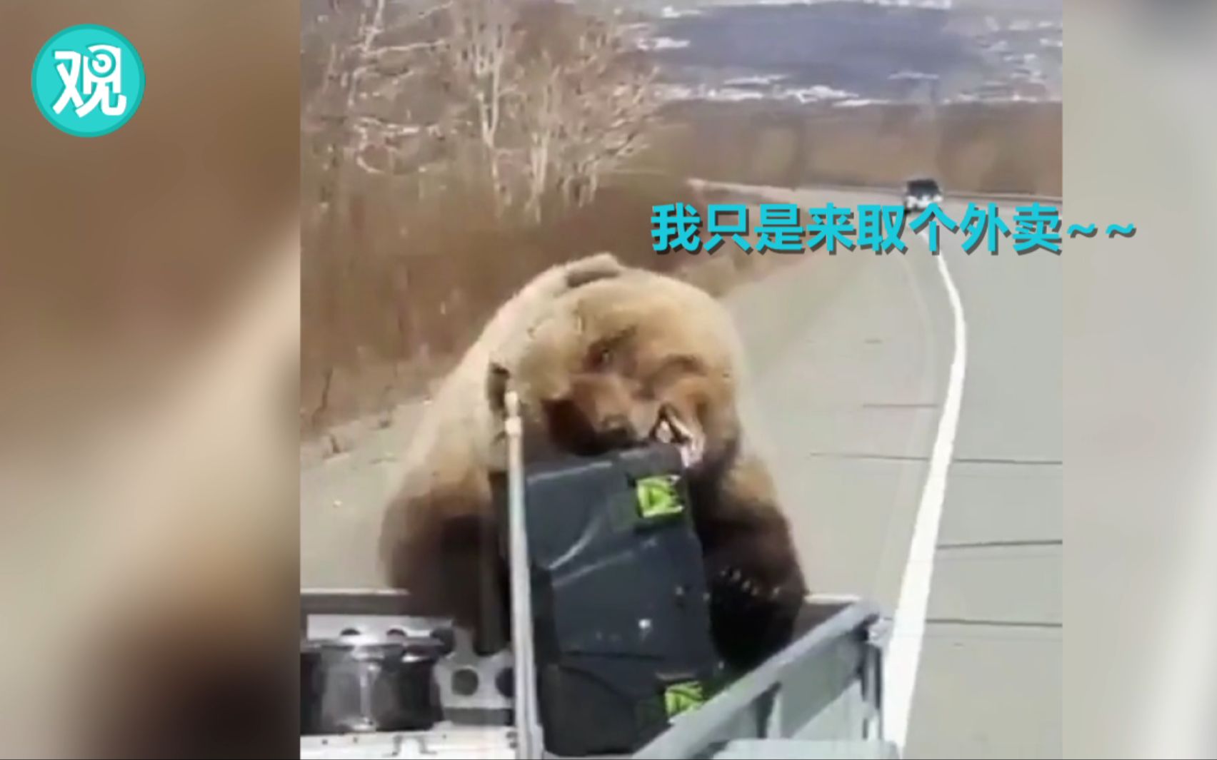 哭笑不得！俄罗斯棕熊“洗劫”猎人食物后逃跑