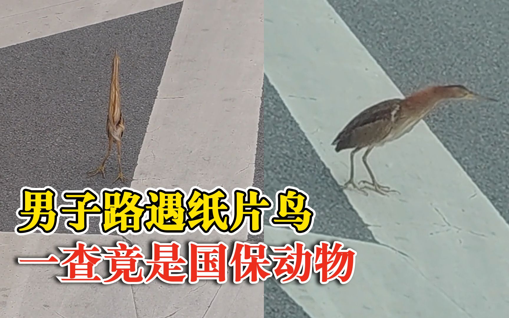 男子路遇纸片鸟一查竟是国保动物：嘴巴长身体纤薄，一直盯着他看