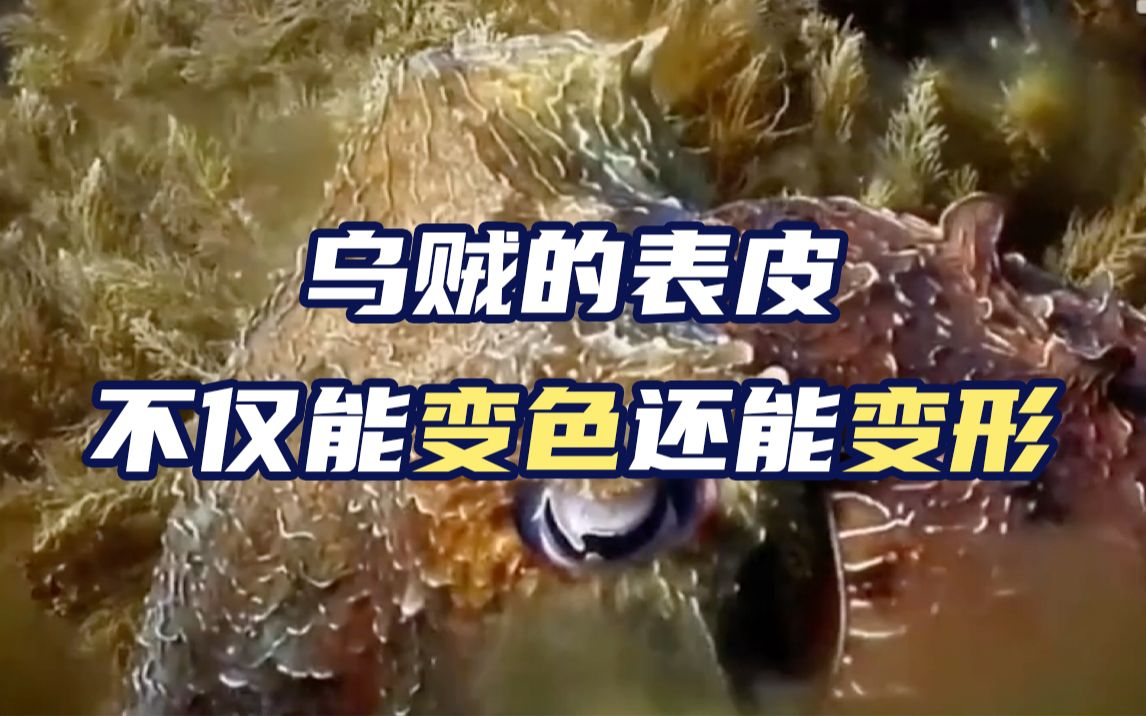 神奇！乌贼表皮变形就像人起鸡皮疙瘩