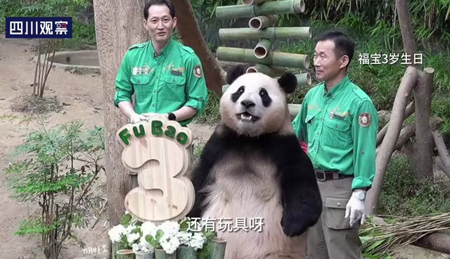 大熊猫“福宝”韩方饲养员姜爷爷学会果赖召唤术：果赖，开饭了！