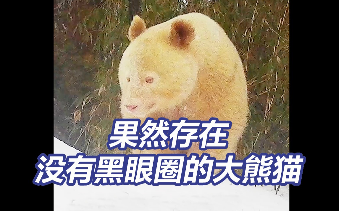 不是P的！没有黑眼圈的白色野生大熊猫首度被公开