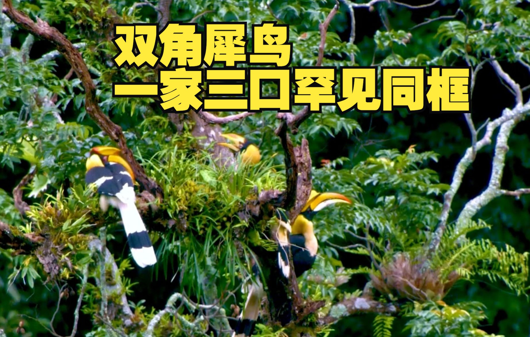 云南盈江：双角犀鸟一家三口罕见同框