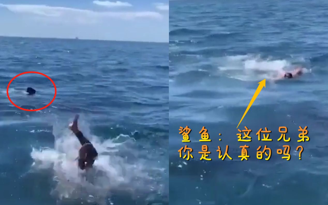 美国一男子想与鱼同游，跳下海才发现是大白鲨 这下男子不淡定了