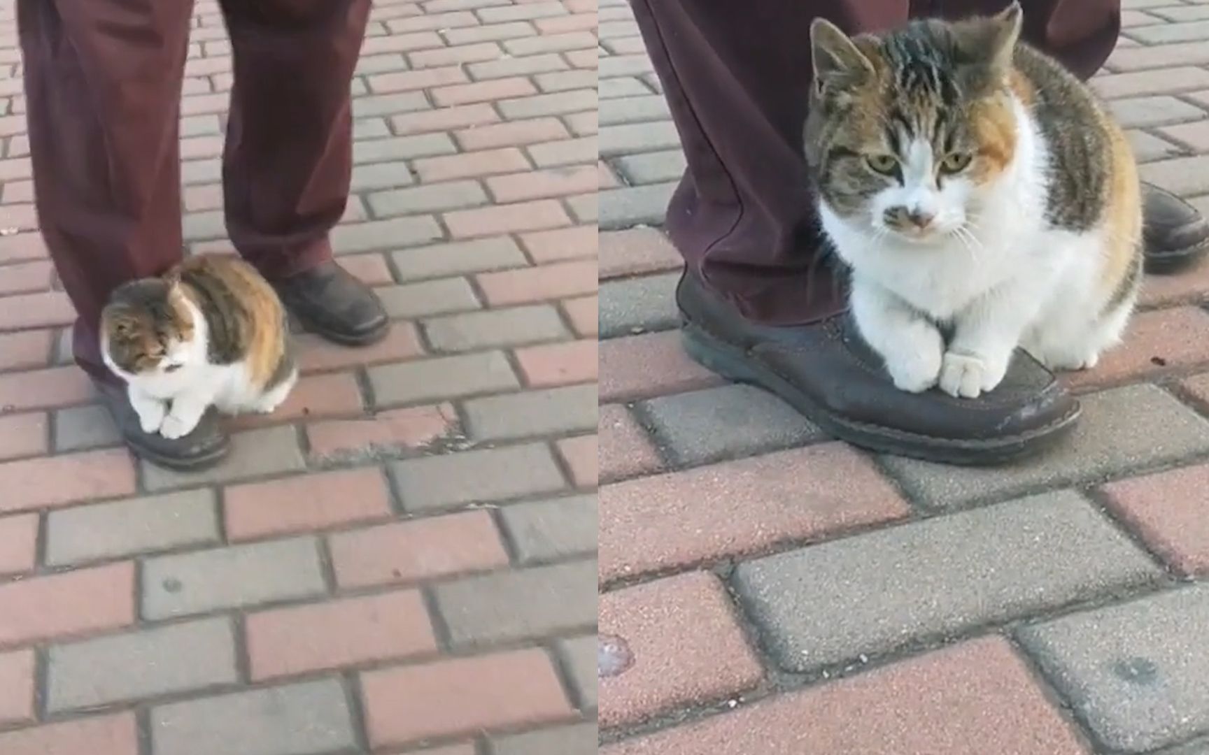 流浪猫冻到受不了 小jio踩住路人大叔的鞋 接下来发生的事超暖心