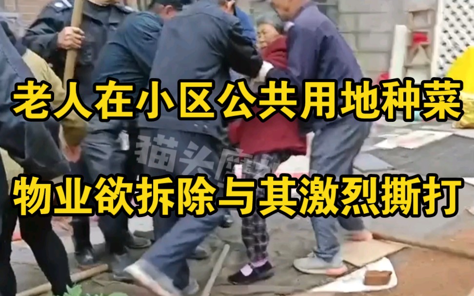 老人在小区公共用地种菜，物业欲拆除与其激烈撕打