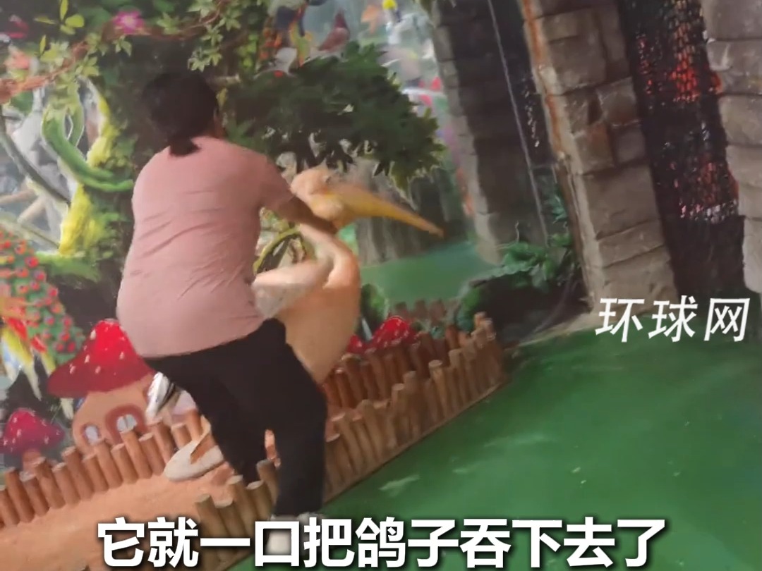 鹈鹕又偷吃同事了，鹈鹕吃得心安理得，饲养员掏得轻车熟路，鸽子走得闲庭信步