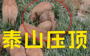画风突变！象宝宝已经会掐架了 奶凶奶凶的
