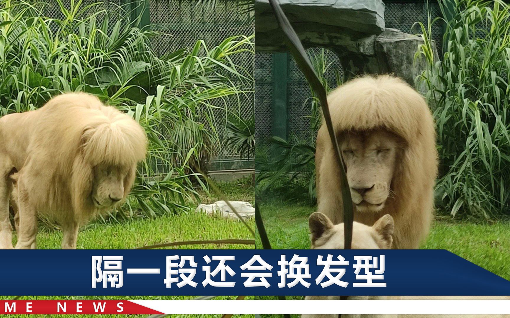 广州一头狮子齐刘海走红，其实它7年前来的时候，就这么甜酷