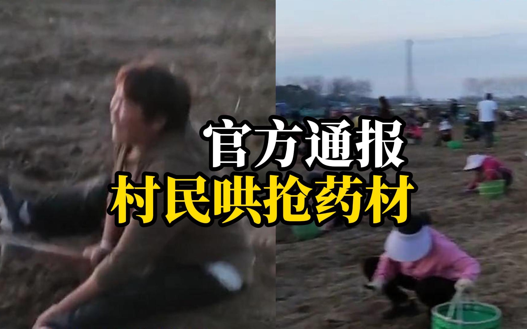 村民贷款种植药材，临收割时遭上百号人哄抢，损失有十多万