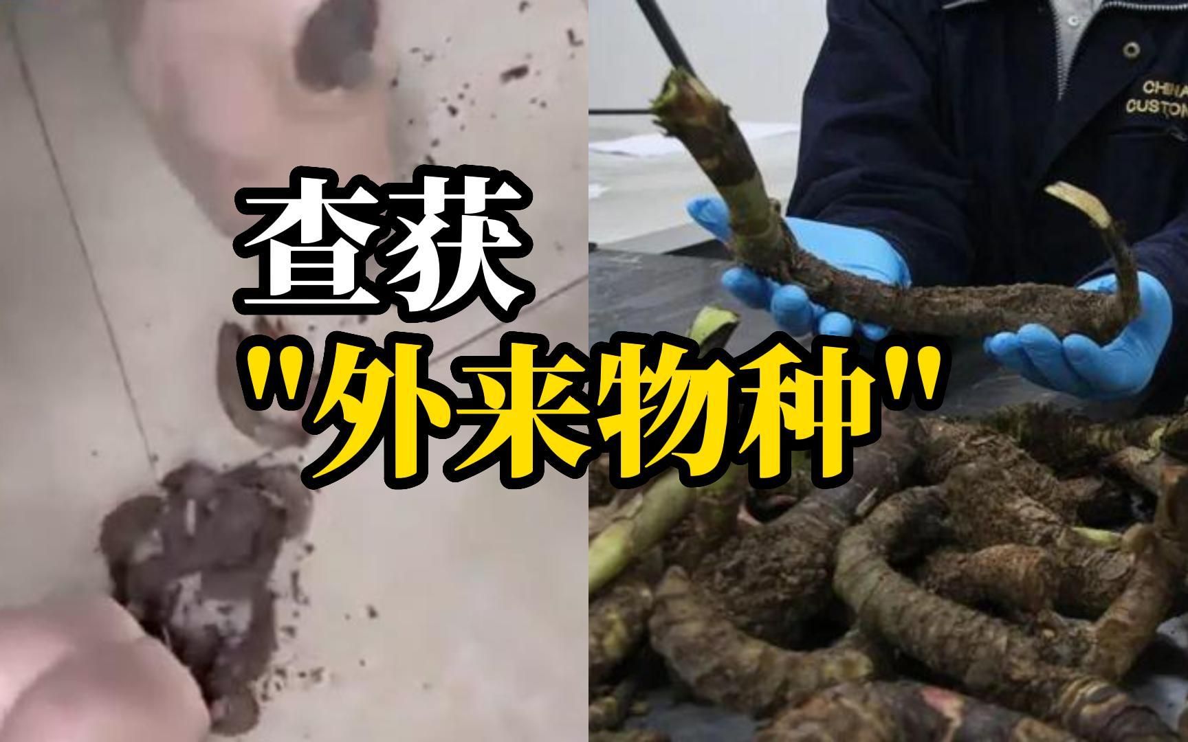 外来物种有危险！广州海关查获活体植物根茎夹藏在塑料人体模型中